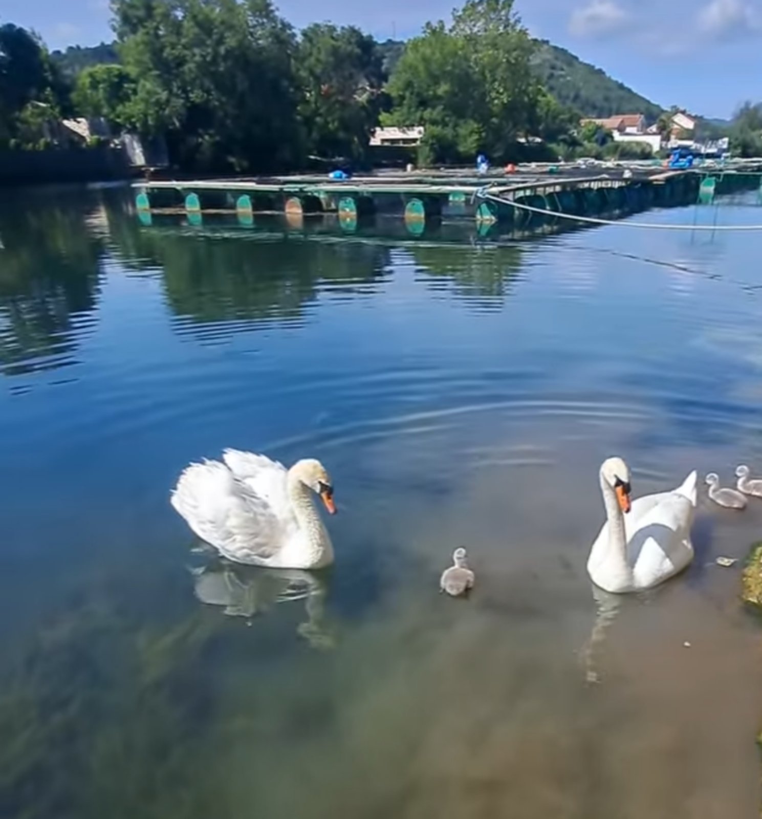 labudovi-mladunci.jpg