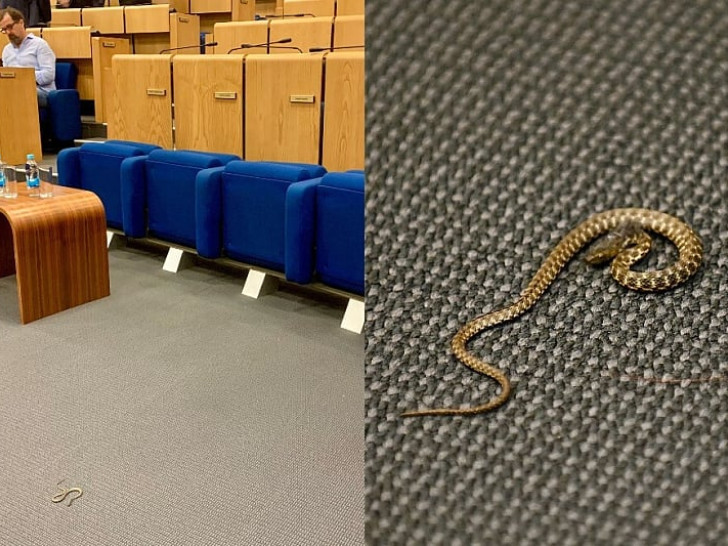 zmija-parlament-sarajevo.jpg