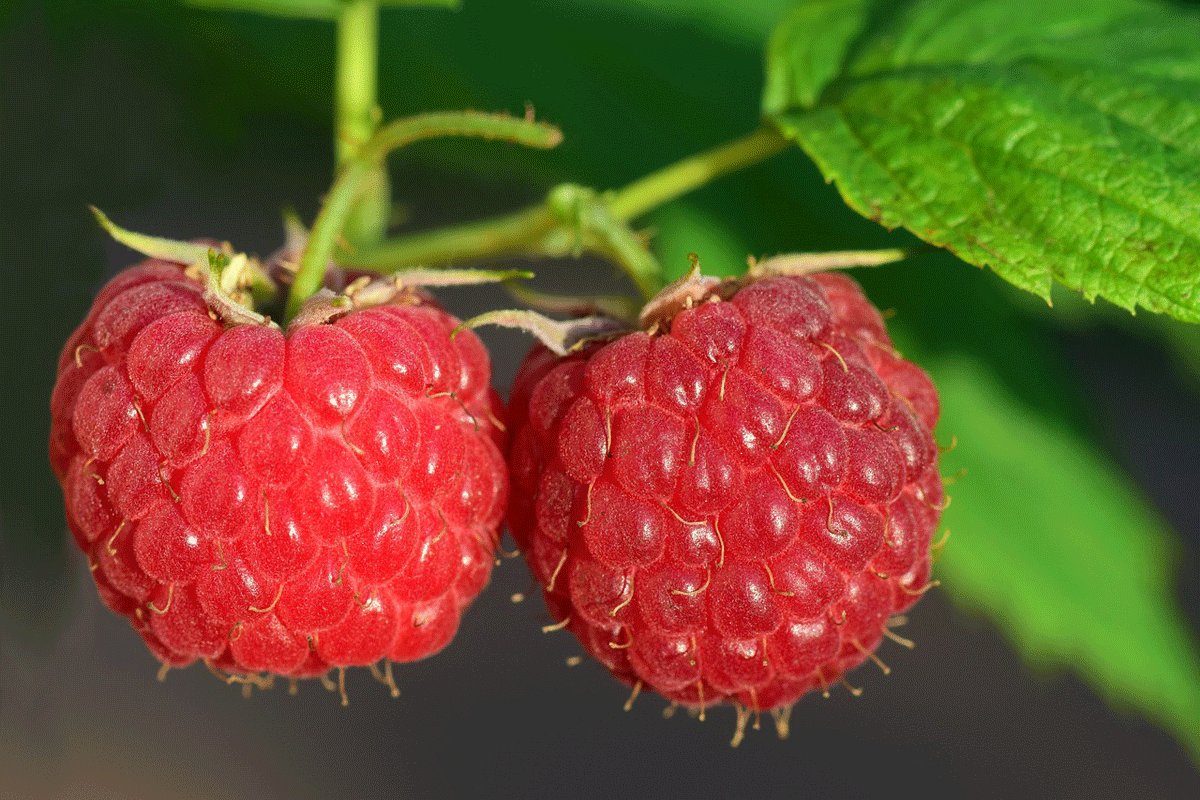 maline (1).jpg