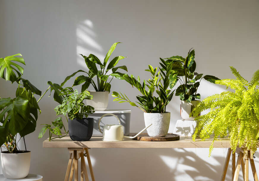 indoor-plants-studio-872x610.jpg