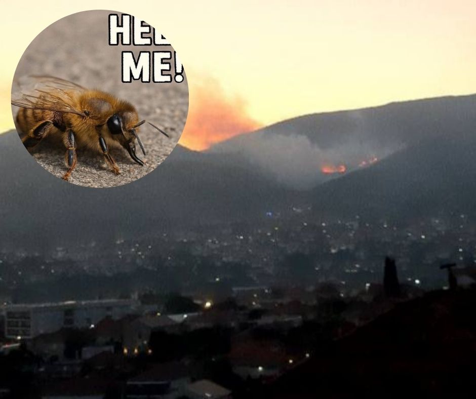 pcele.jpg