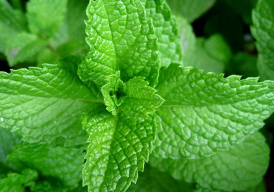 menta1-872x610.jpg