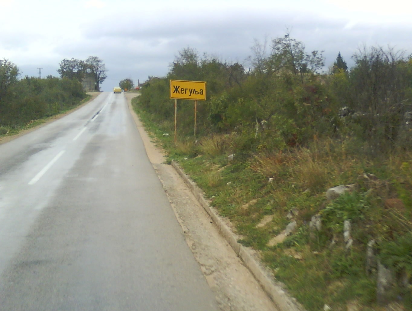 zegulja.jpg