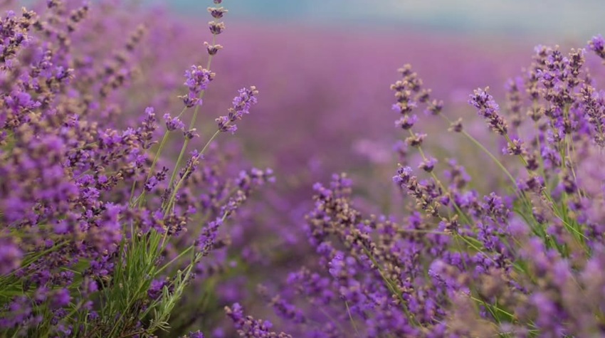 lavanda ljekobilje (1).jpg