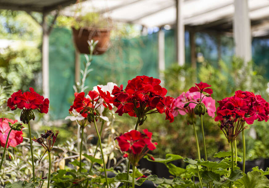 close-up-flowers-garden-872x610.jpg