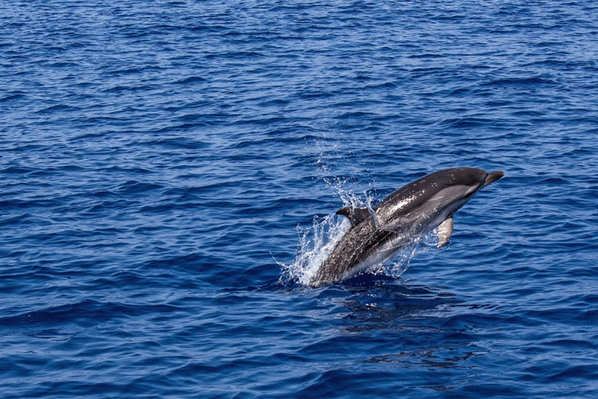 delfin.jpg