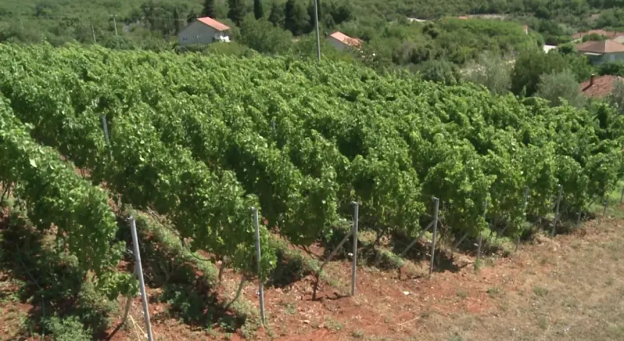 vinogradi.jpg